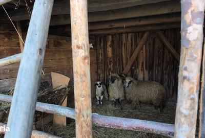 Casă cu 4 camere cu Teren 1300 Mp în Măgherani - 3