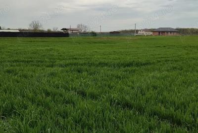 Teren de 1000 mp, în Călugăreni