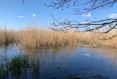 Teren 2000 mp de vânzare – Comana, deschidere la lac, aproape de Parcul Natural - 4