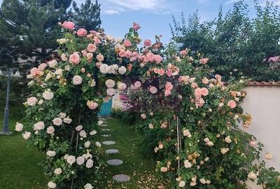 Casă cu 4 camere cu Teren 510 Mp în Săftica - 3