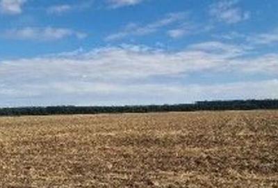 Teren de 2500 mp, în Brănești