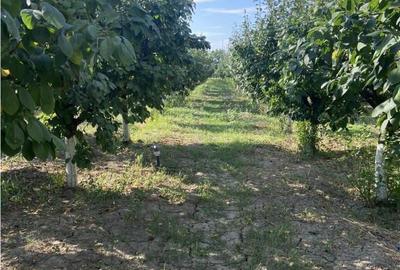 Casa cu teren intravilan in Suraia ,situata in zona centrala - 1