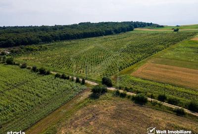 Spațiu comercial, în Berchieșu - 4