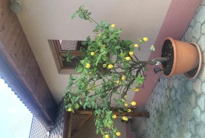 Vand casa Gradi?te - 6