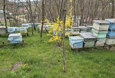 Casă cu Teren 1500 Mp în Șendrești - 10