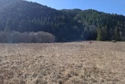 Teren Construcții intravilan de 2089 mp, în Schitu Tarcău - 5