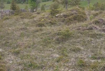 Teren de vanzare ideal pentru cabana in Maguri Racatau - 2