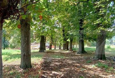 Casă cu 3 camere cu Teren 18449 Mp în Păingeni