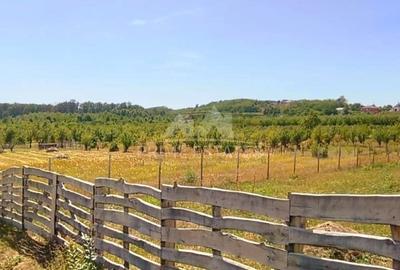 Teren intravilan de vanzare – Paleu, judetul Bihor - 1