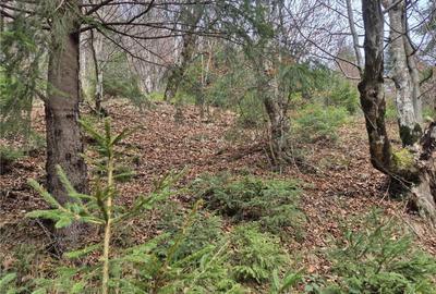 Teren intravilan panoramic 4.600mp,view iconic Piatra Craiul - 18