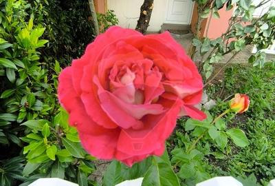 Casa de vanzare - 51