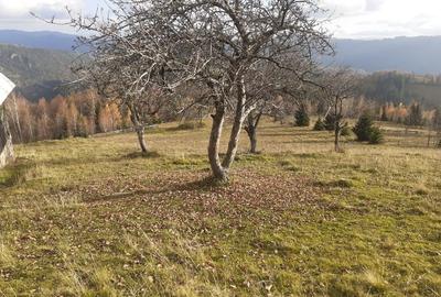 Casă individuală cu 2 camere cu Teren 36500 Mp în Albac - 10