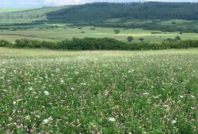 Teren arabil de 630 hectare în Galați - 3