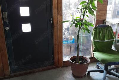 Casă cu 7 camere cu Teren 1420 Mp în Dumbrava - 9