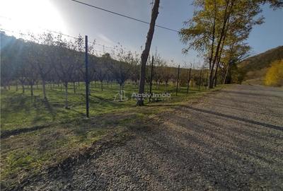 Teren de 1445 mp, în Slatina-Nera - 10