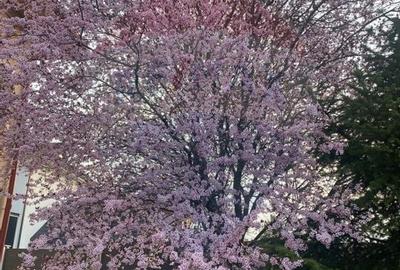 Casă cu 5 camere cu Teren 1097 Mp în Mogoșoaia - 28