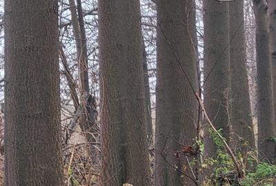 Spațiu comercial, în Chiajna