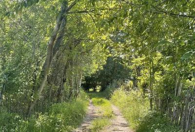 Teren Premium 1559 mp, Brebu Manastirei Refugiu Montan la 120 km de Bucuresti, - 9