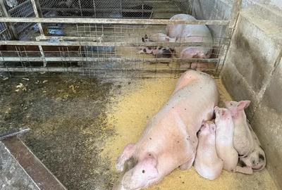 Catun Ferma autorizata Tip A pentru cresterea porcilor - IMOBIHOR - 10