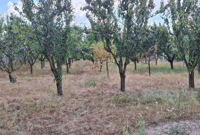 Vand casa cu teren comuna Mihai Viteazu - 6