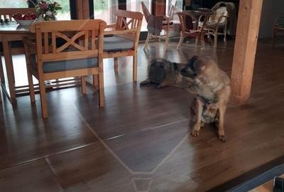 Casă individuală cu 7 camere cu Teren 1461 Mp în Vadu Anei - 8