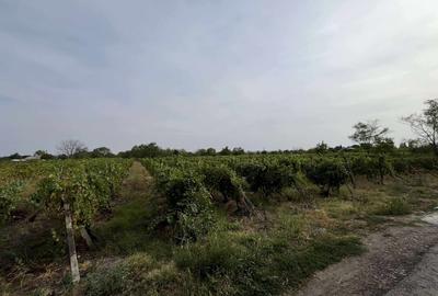 Teren intravilan/Vie Urlati Prahova - Dealul Mare - 2
