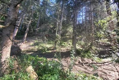 Teren de 5000 mp, în Gura Humorului - 18