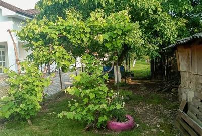 Casă cu 3 camere în Sânmartin