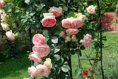 Casa individuala Dumbravi?a zona centrala - 4