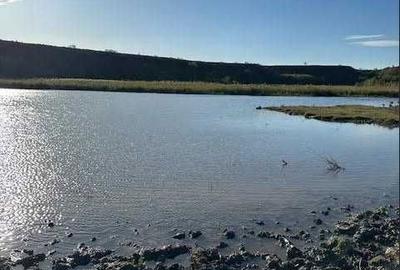 Teren de 131000 mp, în Piersica - 3