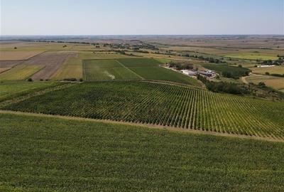 Afacere Investitie Vie 4 Hectare 40 km de Oradea