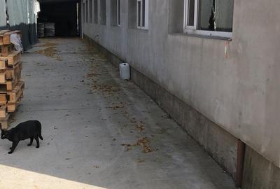 Hala productie P+1E si teren intravilan 2992 mp, Piatra Neamt - 2