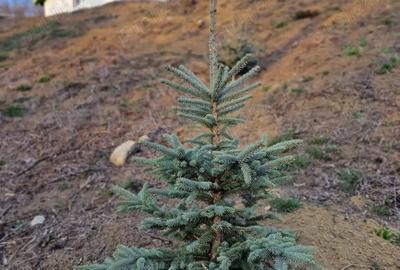 Casă cu 2 camere în Mânzălești - 2