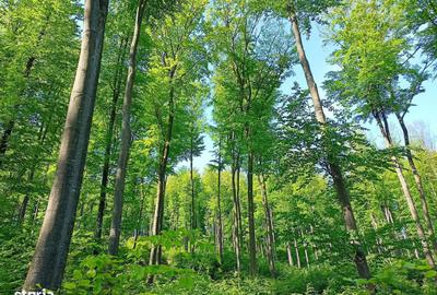 Teren de 2724000 mp, în Exterior Vest - 1