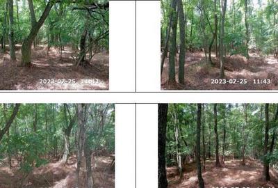 Teren padure, cota de 1/48 Horgesti, ID: R2325871 - 1