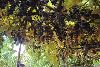 Casă cu 2 camere decomandat în Drumul Carului - 1