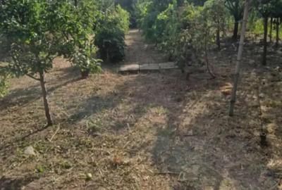 Casa de vinzare Peciu Nou - 2