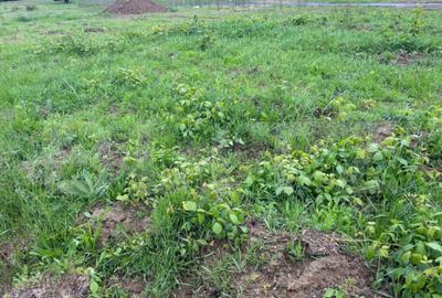 Teren de vanzare, zona linistita - 3