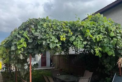 Casă în Lumina - 8