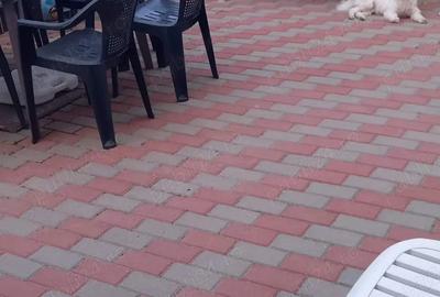 Propietar vand duplex Costine?ti. - 5