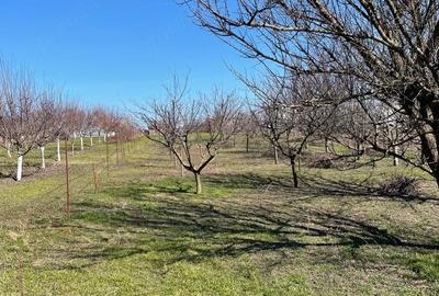 Casă cu 2 camere cu Teren 2500 Mp în Obor - 5