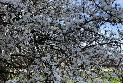 Casă cu 4 camere în Șicula - 9