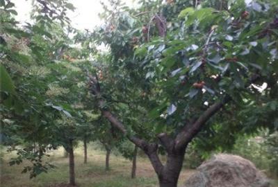 Casa in Cocorastii Caplii, la 8 km de Campina, jud. Prahova - 6