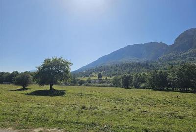 Teren intravilan, 21.000 mp, Zona Intre Barse, spre Plaiul Foii, Zarnesti - 4