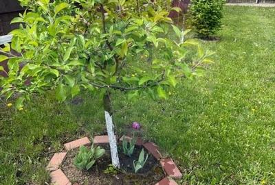 Teren Construcții intravilan de 600 mp, în Hărman - 5