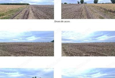 Teren extravilan, Comuna Valcele, Jud calarasi - 5