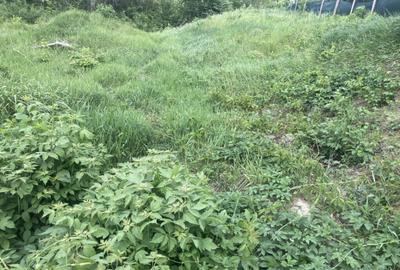 Breazu!600mp! Teren intravilan,toate utilitatile,spatii verz - 3