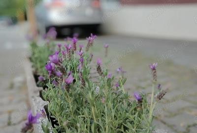 Apartament cu 2 camere semidecomandat în Florești - 7