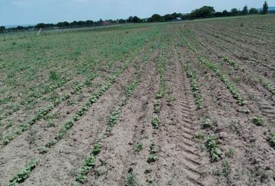 Teren de 35000 mp, în Exterior Vest