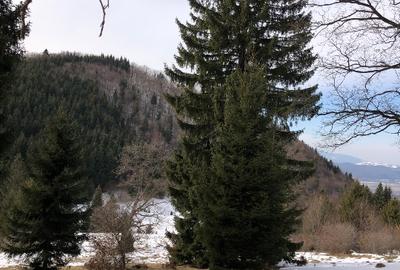 Teren agricol extravilan de 4900 mp, în 13 Decembrie - 5